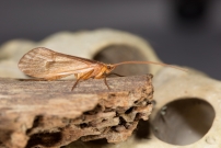 Un Trichoptre. Un mle (Trichoptre - Limnephilidae - Stenophylax permistus)
